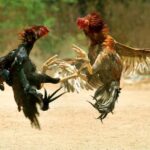 Hướng dẫn cách tỉa lông gà chọi đẹp mắt và an toàn nhất