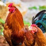 Chữa gà bị phù đầu: Cách điều trị giúp gà khỏi dứt điểm
