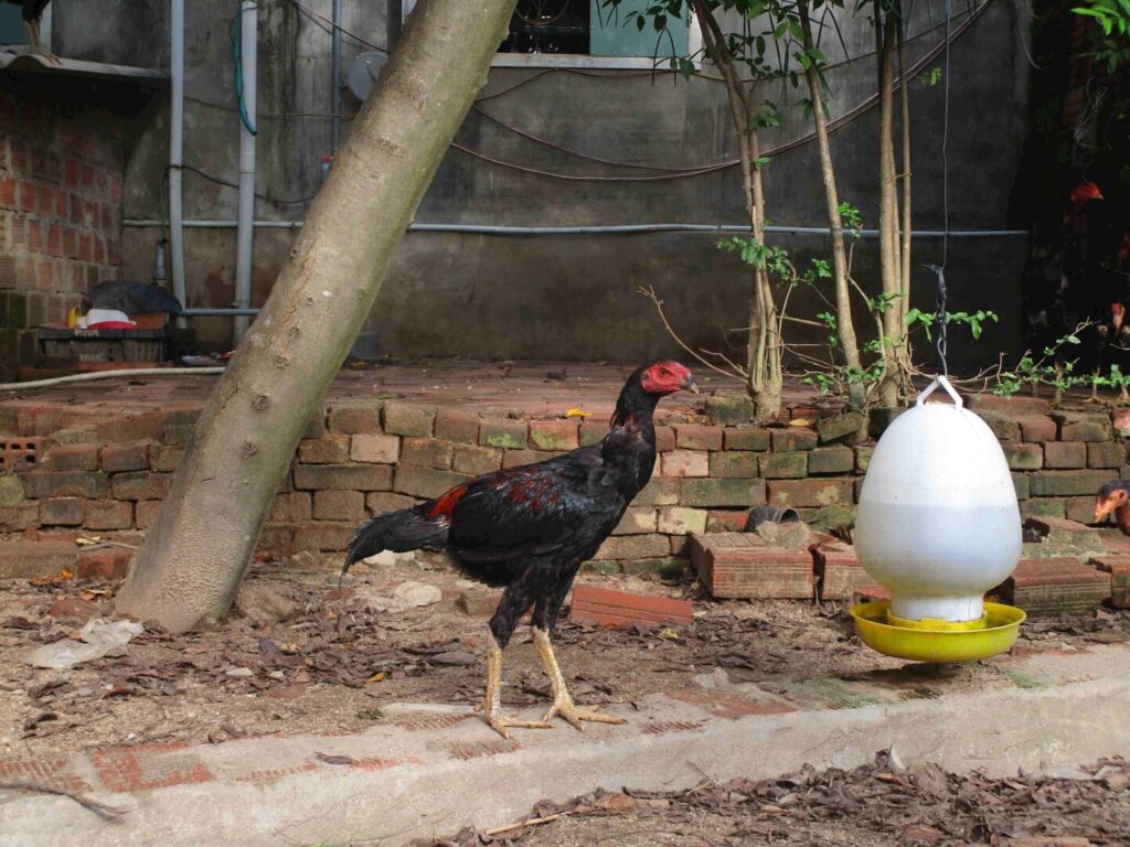 Ngoại hình và thể trạng của gà