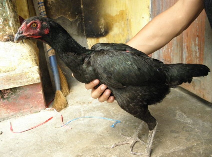 Tố chất chiến đấu của gà chọi mái