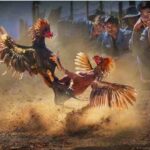 Đá gà 88 – Nơi hội tụ những trận đấu chọi gà đầy kịch tính
