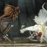 Địa chỉ đá gà cựa dao uy tín hàng đầu cho tân kê thủ