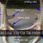Tìm hiểu vảy gà chọi độc thần kê và cách chọn gà đá hay